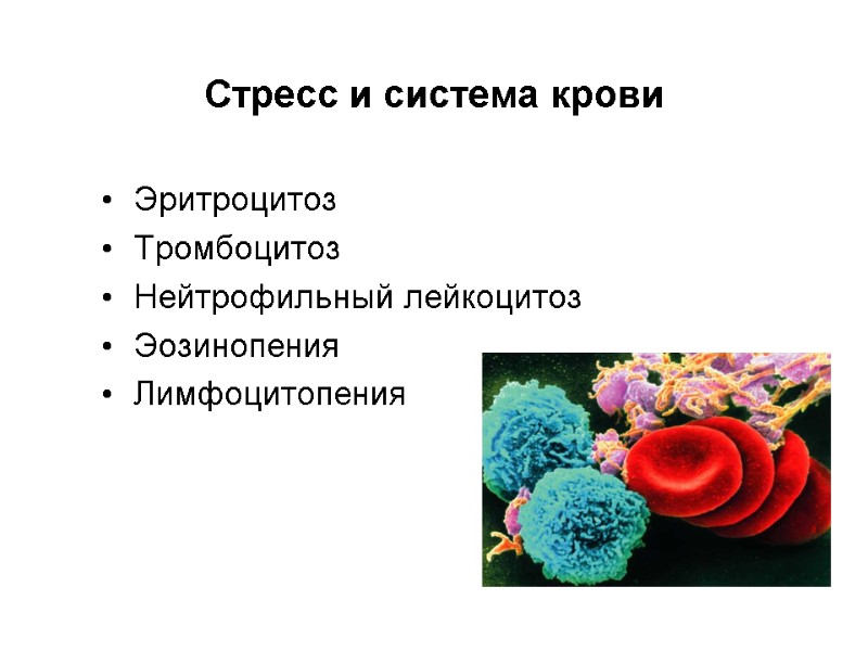 Стресс и система крови Эритроцитоз Тромбоцитоз Нейтрофильный лейкоцитоз Эозинопения Лимфоцитопения